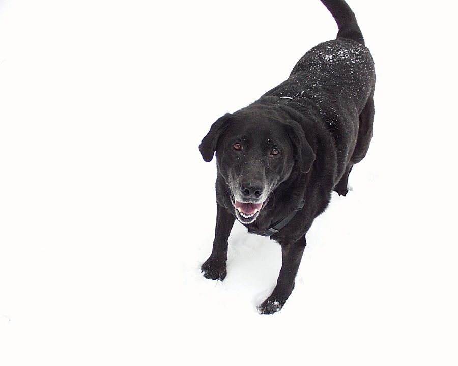 Shadow, playing in the snow in the mountains, about 10 miles from where he was born in Pine Valley, CA—an hour's drive from San Diego. Winter, 2001. He loved chasing snowballs and then running to where they crashed and digging down to the dirt trying to find where they went.