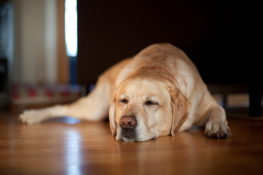 coop_sleep