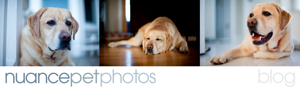 Nuance Pet Photos Blog | Charleston SC Pet Photography logo